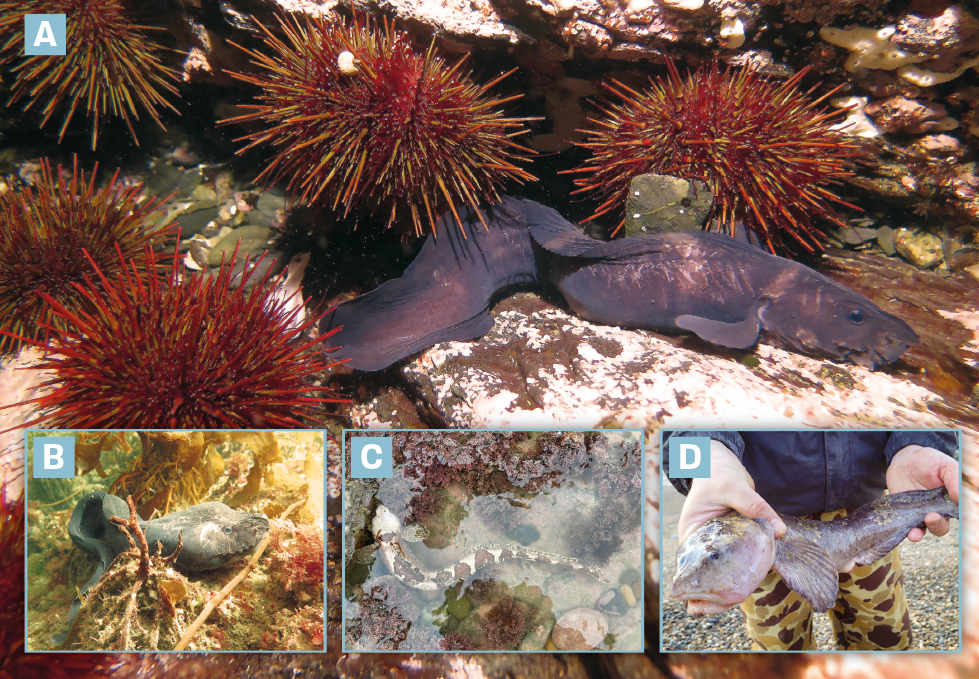 La vida de las “viudas”en el canal Beagle