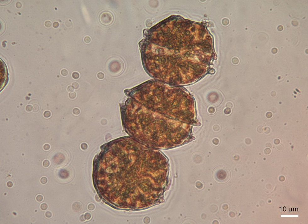 Mareas rojas en el fin del mundo: cuando el canal Beagle se vuelve tóxico.