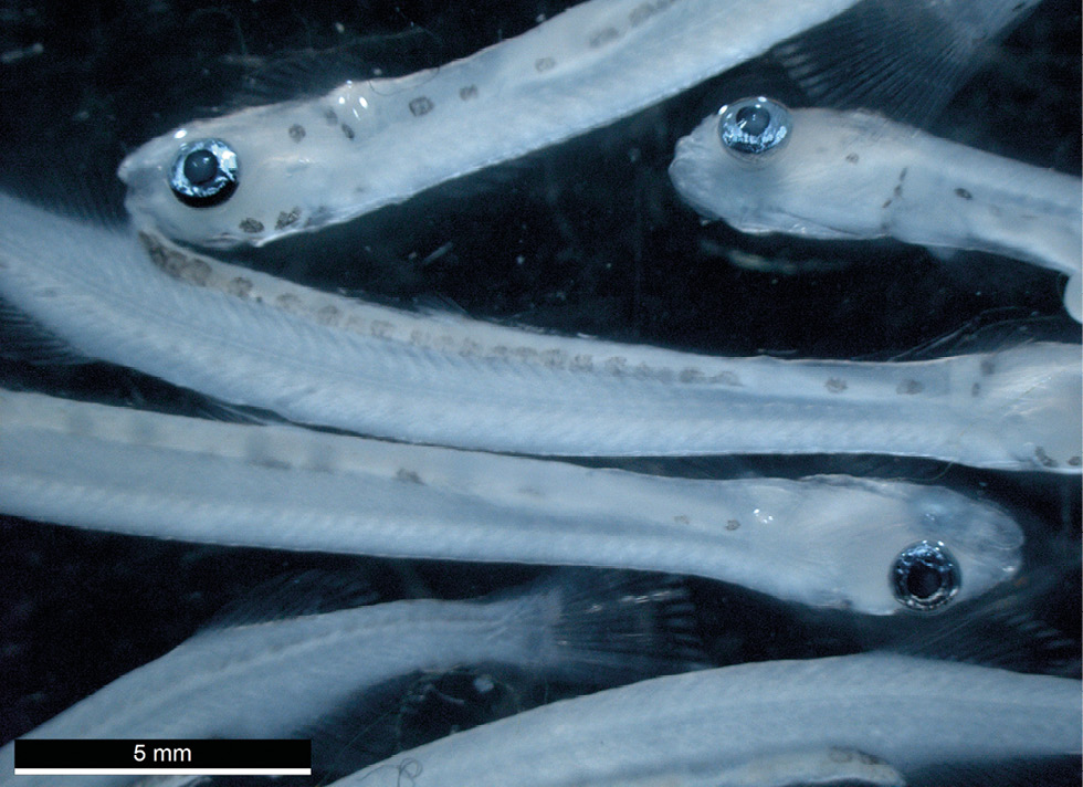 Larva de Galaxias maculatus (Jenyns, 1842)